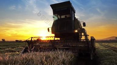 结合收割机收集小麦大米作物日落日出